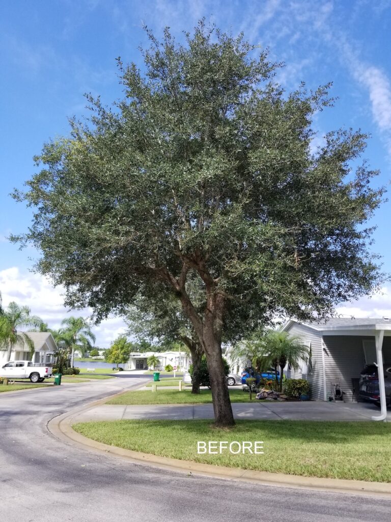 corner oak tree before trimming