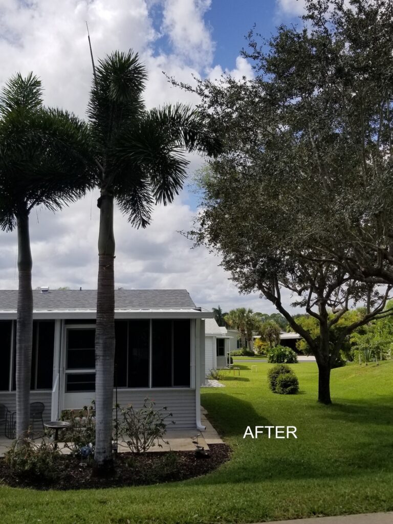 Palms and Oaks AFTER trimming