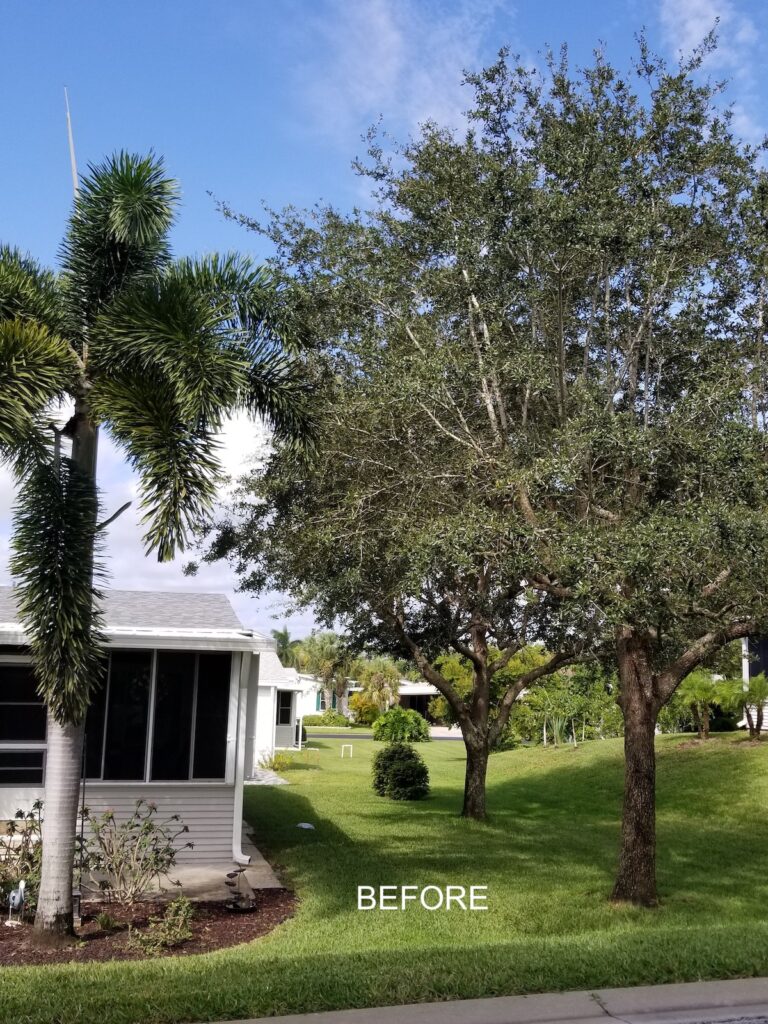 Palms and Oaks BEFORE trimming