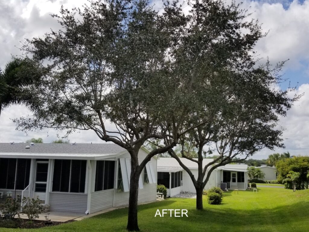 oaks after tree trimming